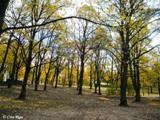 Grīziņkalna parks (1905. gada parks). 2010.g.