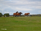 Dabas liegums „Vecdaugava”, 21.09.2022.