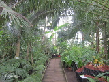 LU Botāniskā dārza Palmu mājā, 05.07.2012.